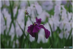 咲く花 枯れ花