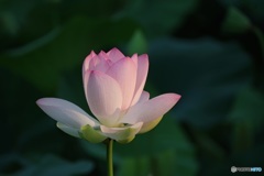 感動の開花の瞬間でした♪