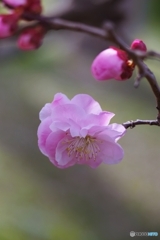 ひな祭りの日に武蔵野を