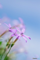 空に羽ばたくイソトマ