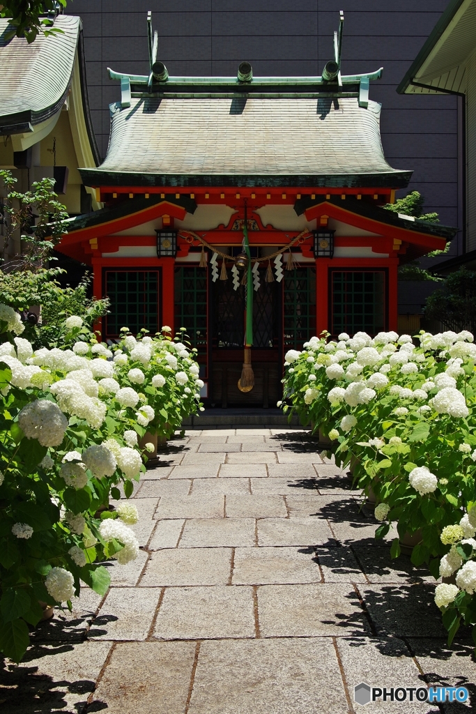 坐摩神社 アナベル咲く裏参道