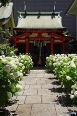 坐摩神社 アナベル咲く裏参道