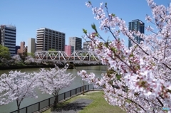 源八橋から桜の季節