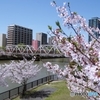 源八橋から桜の季節