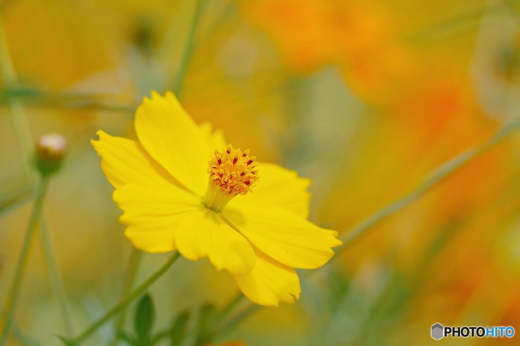 キバナコスモス③