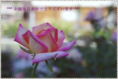 友へ 薔薇の名前はPeace♡