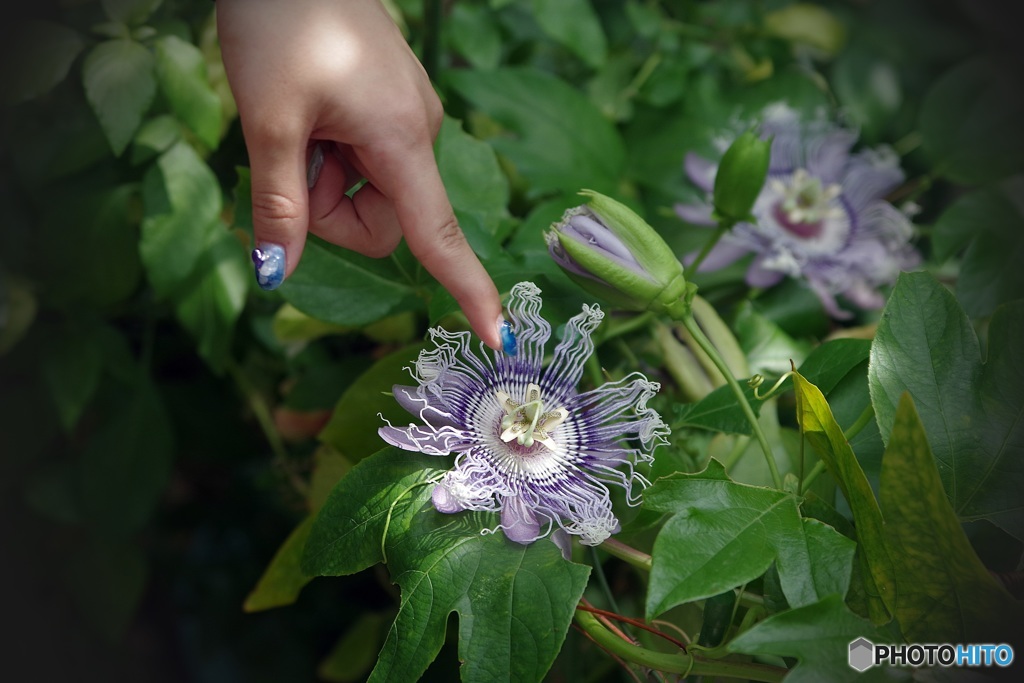 パッションフルーツの花