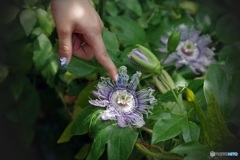 パッションフルーツの花