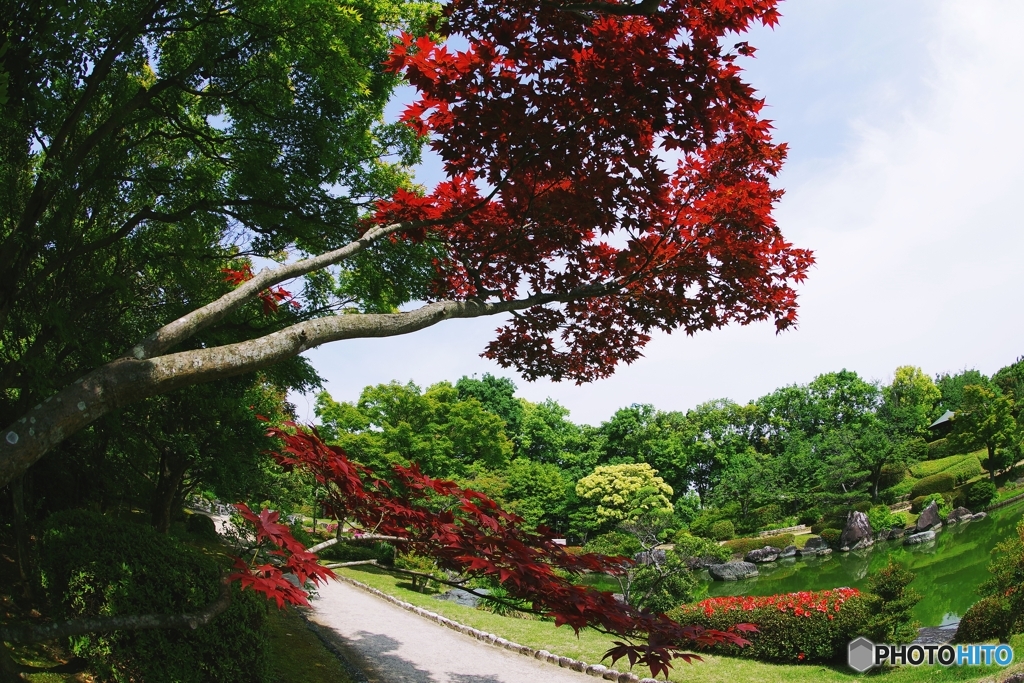 のむらもみじ越しの庭園