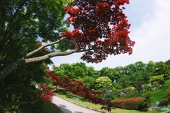 のむらもみじ越しの庭園