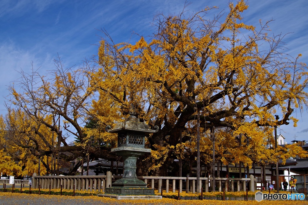 西本願寺・水吹き銀杏