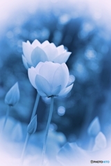 蓮華の蒼い朝