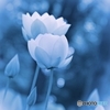 蓮華の蒼い朝
