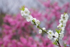 回顧-藤田邸跡公園の花桃②