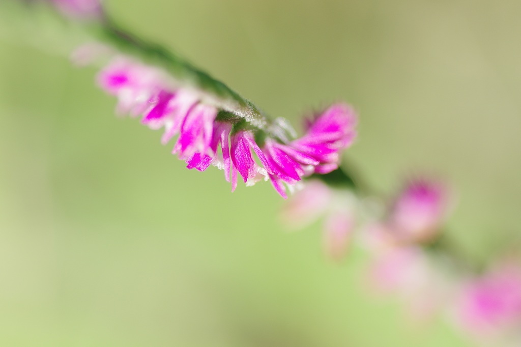 夏の草むらで