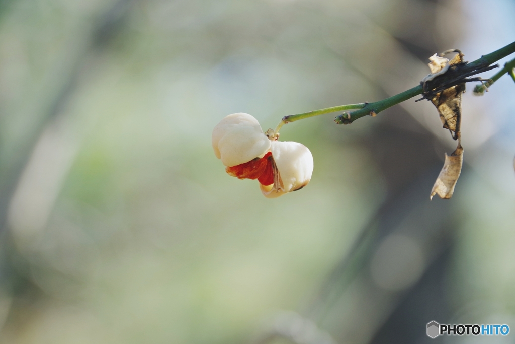 孤独に耐えるマユミさん