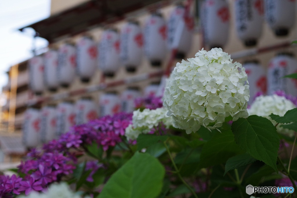 水神社のアナベル