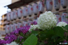 水神社のアナベル