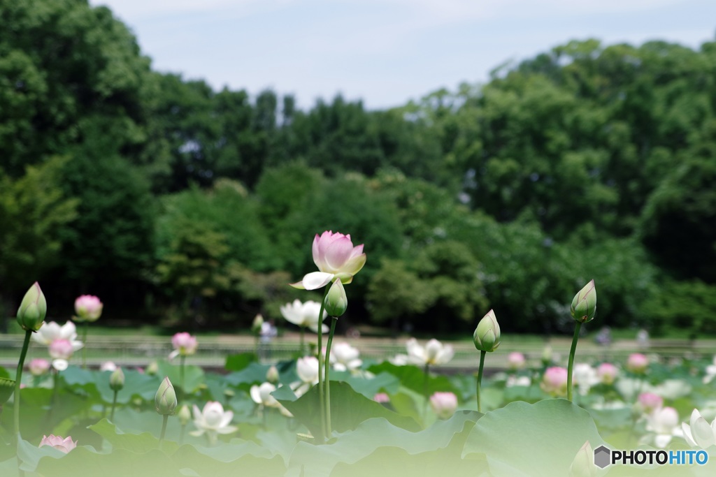 センターは私よ