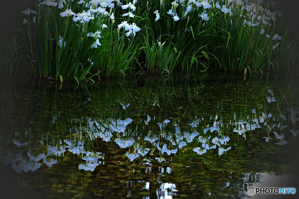 水底の白い花