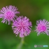 桃色花火