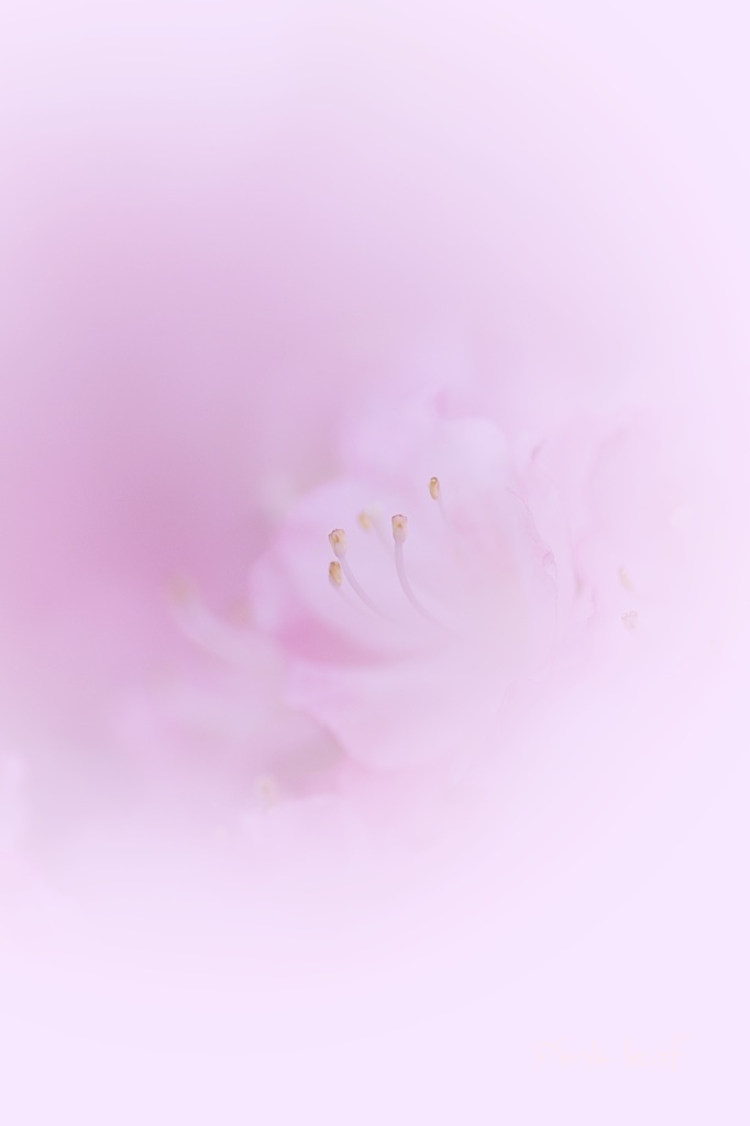 キミを守りたい