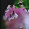 見おくる桜