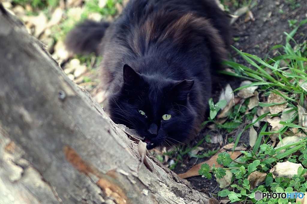 児童公園の三匹の猫さん