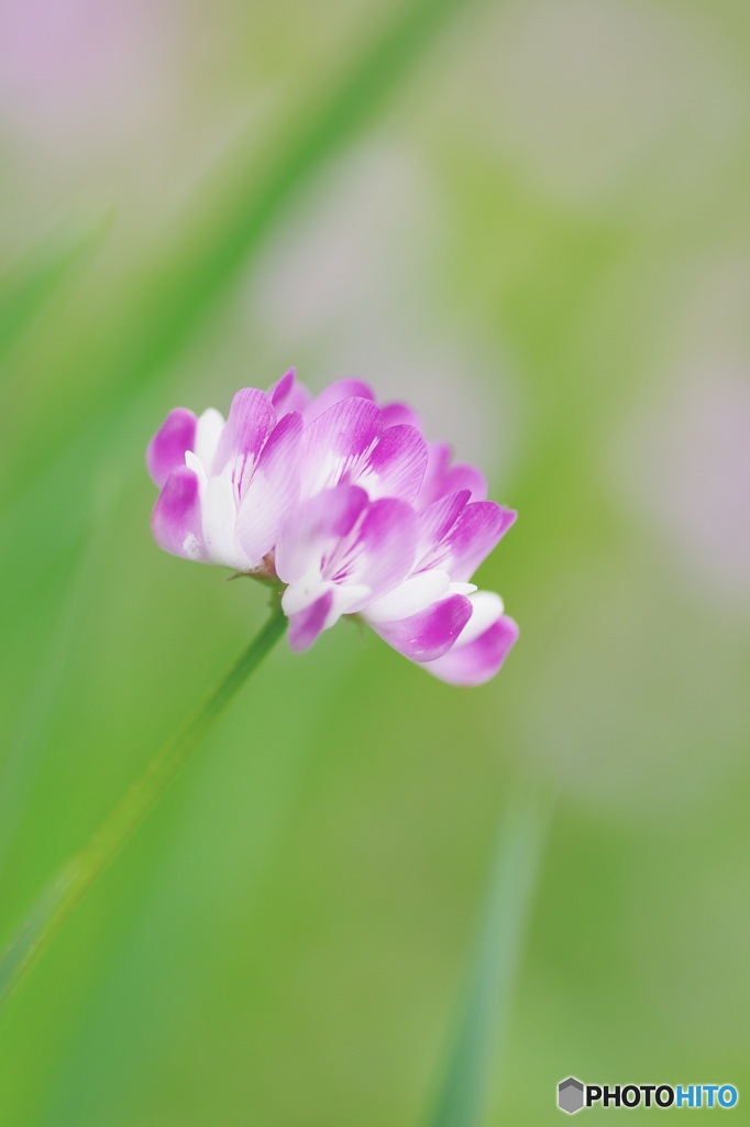 蓮華草②