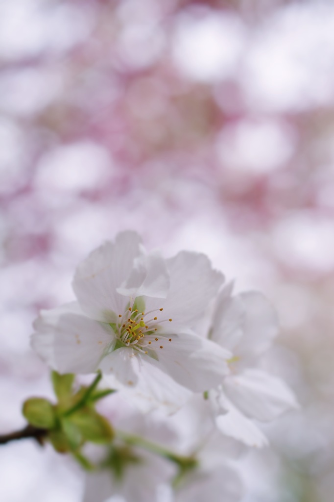 鐘馗⑤ 私の中の今年の桜