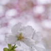 鐘馗⑤ 私の中の今年の桜