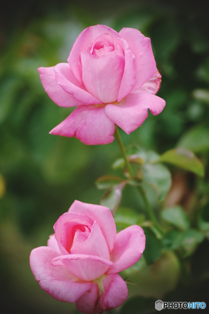 中之島バラ園の芳醇