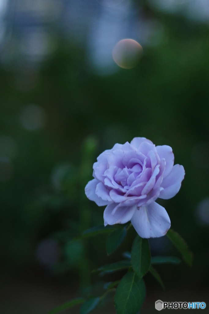 portrait 夕暮れの「爽(sou)」