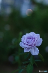 portrait 夕暮れの「爽(sou)」 portrait 夕暮れの「爽(sou)」