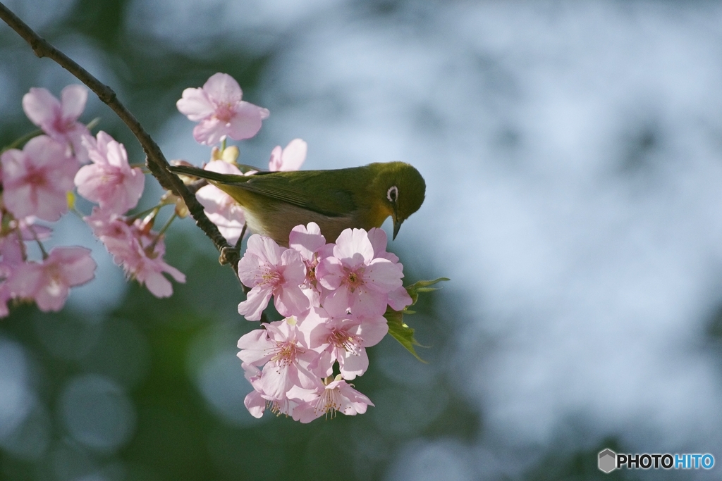 桜ジロー