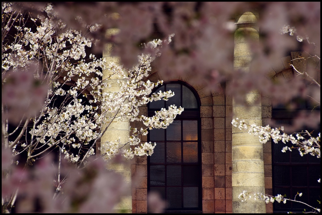 桜越しの旧桜宮公会堂