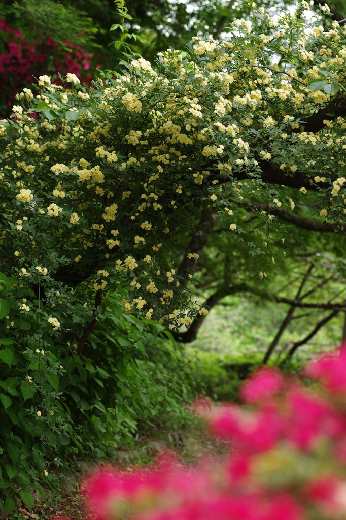 木香薔薇薫る道 