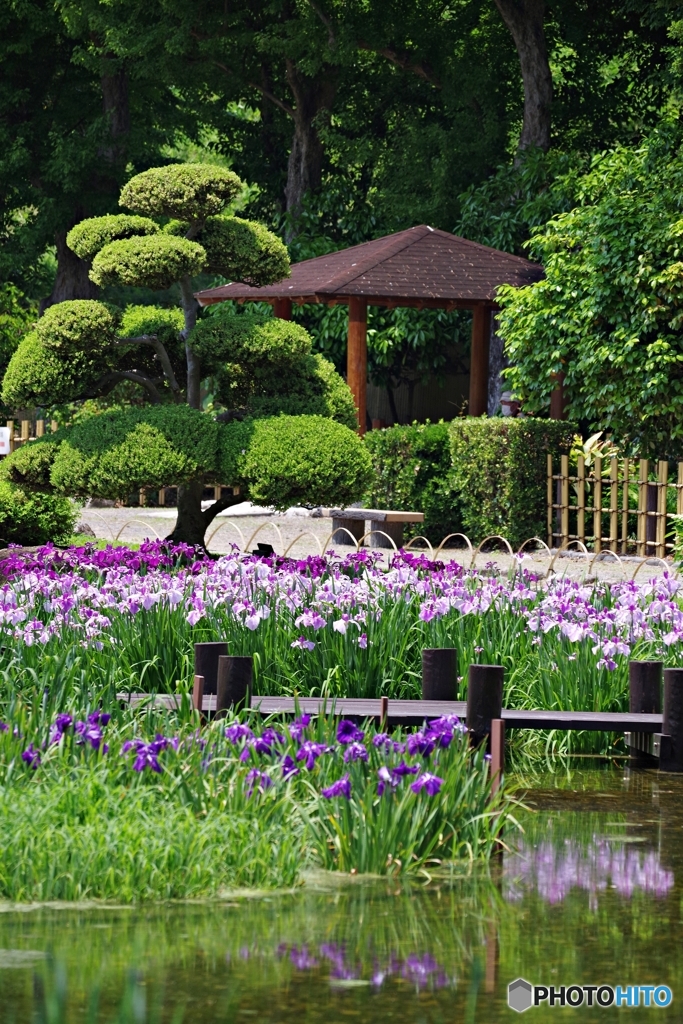 城北菖蒲園、一見満開ですが