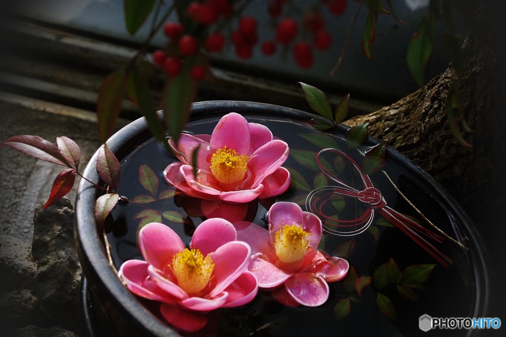 睦月のおもてなし ベトナム椿