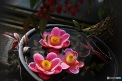 睦月のおもてなし ベトナム椿