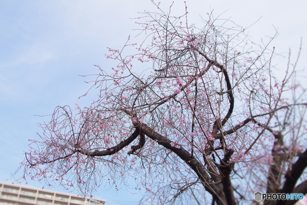 区役所の十月桜