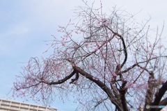 区役所の十月桜