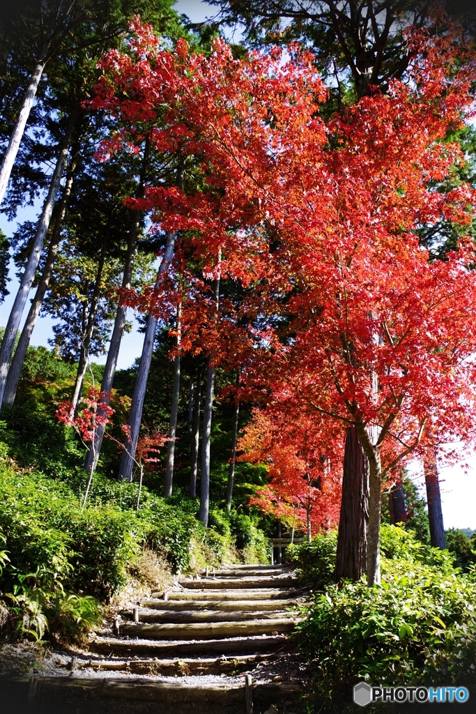 圓光寺紅葉