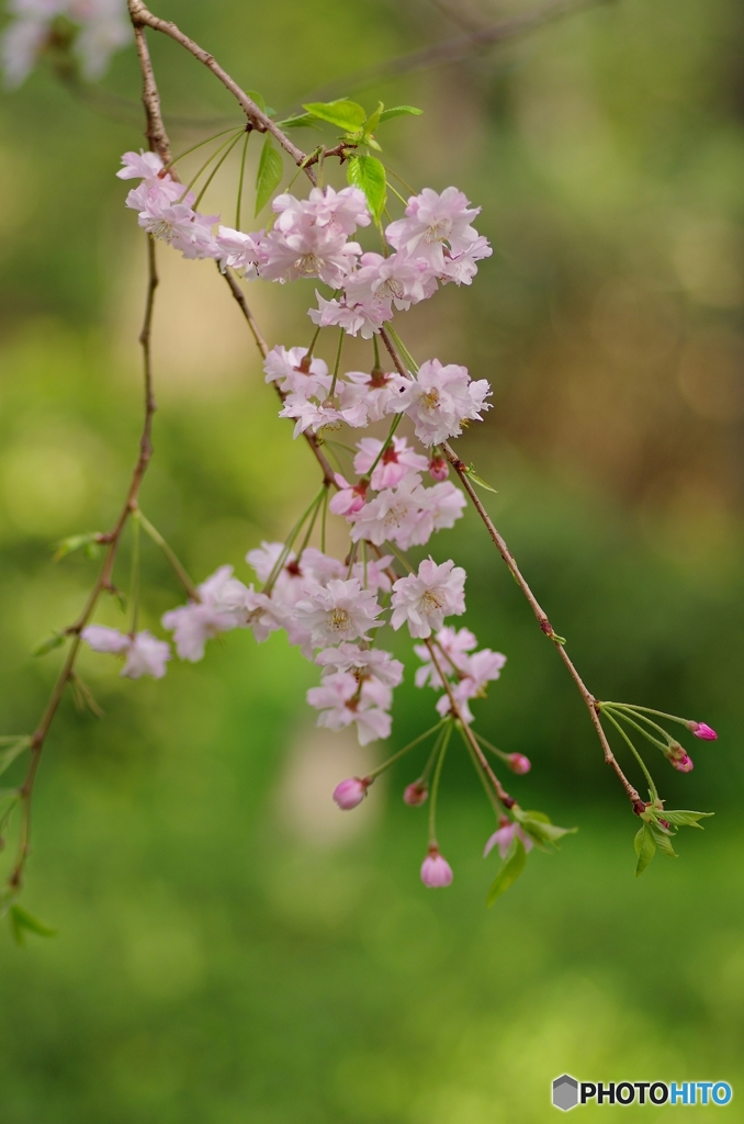 男爵さまの枝垂れ桜③