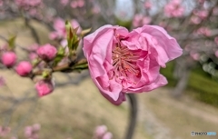 お見舞いの花桃