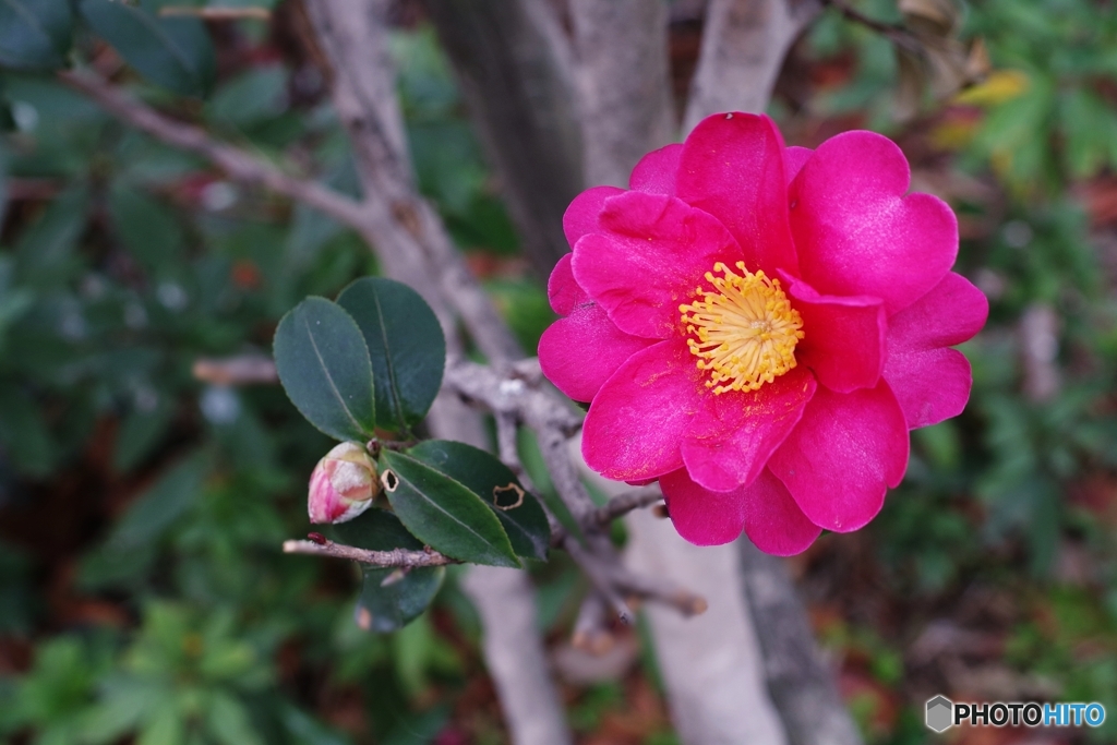 冬を彩る紅の花