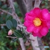 冬を彩る紅の花