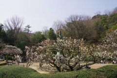 中山観音公園梅林