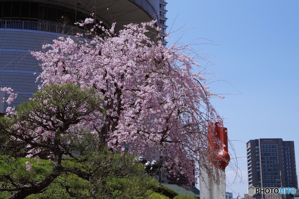 街のSAKURA@大阪市立科学館