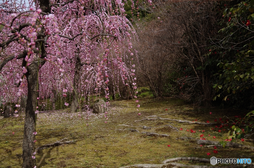 花たちにありがとうと。